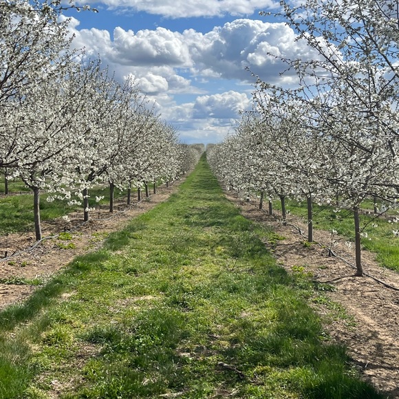 Meet your Posher, Ari - Picture 3 of 4